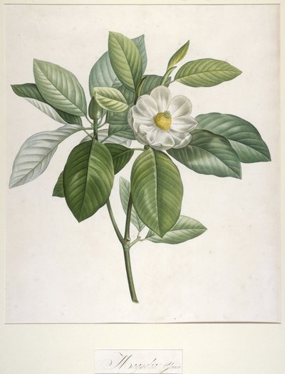 Magnolia Glauca, from Description des Plantes Rares Cultivees a Malmaison et a Navarre, 1813 by Pierre Joseph Redouté